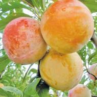 Саджанець Слива Байрон Голд в контейнері